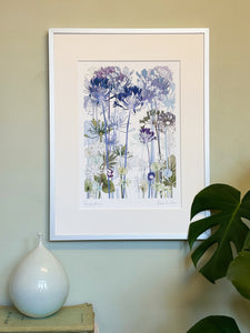 Agapanthus Print