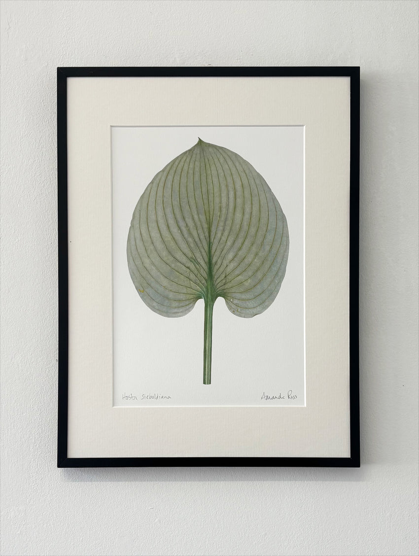 Hosta sieboldiana Print