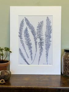 Yarrow Herbarium Print