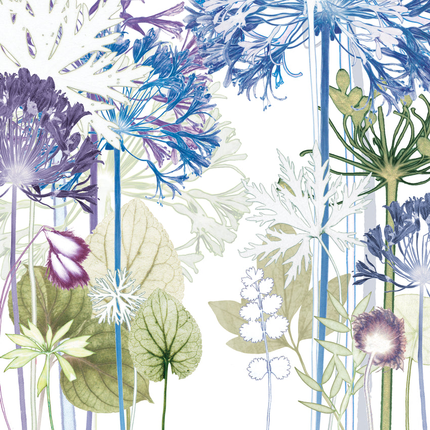 Agapanthus Forest Reproduction Print