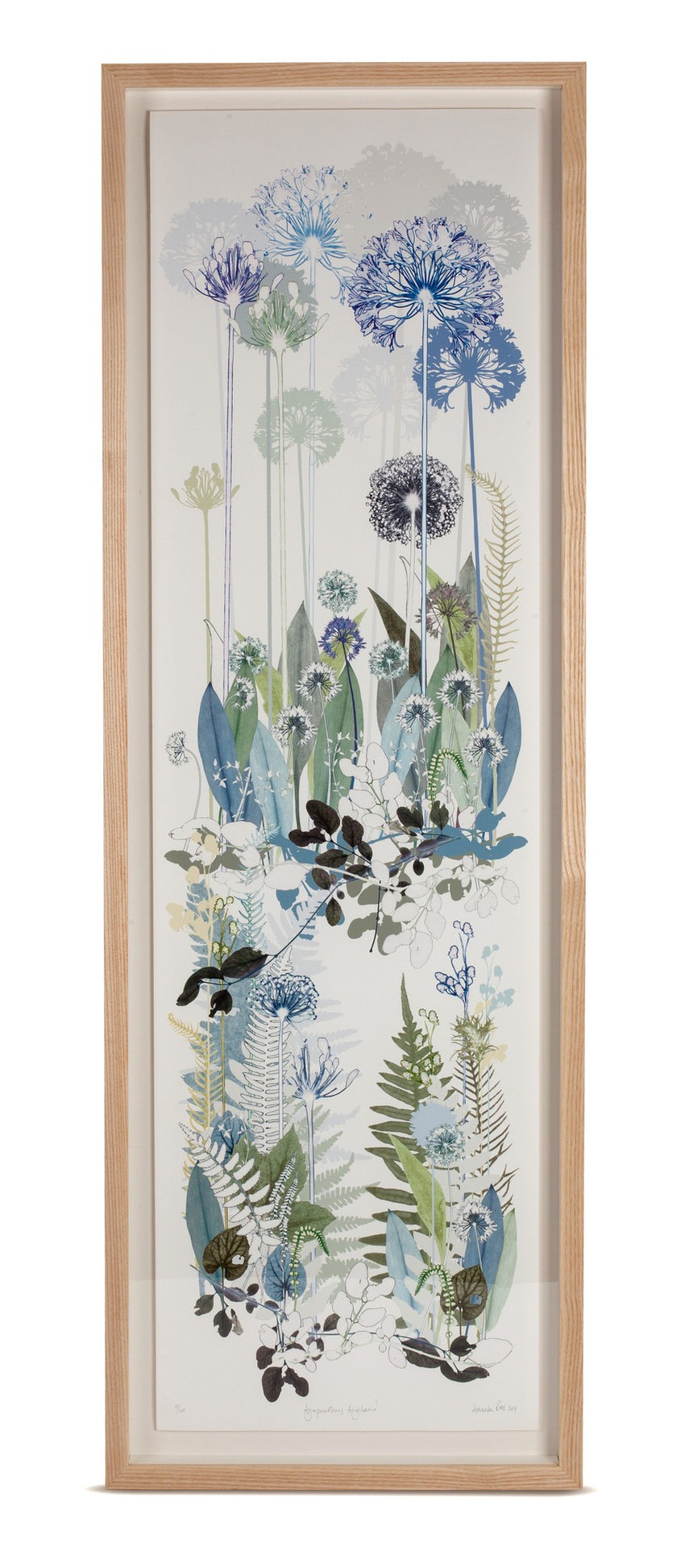 Agapanthus Highland Limited Edition Print