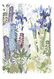 Iris and lupins Print