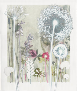 White Allium Print