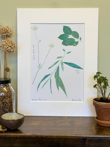 Willow and Buttercup Herbarium Print