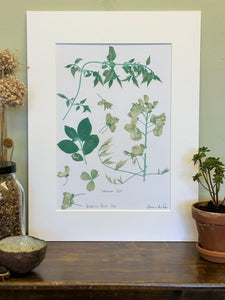 Laburnum and Clover Herbarium Print