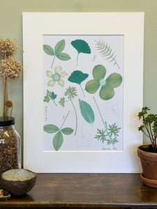 Cornus Flower Herbarium Print