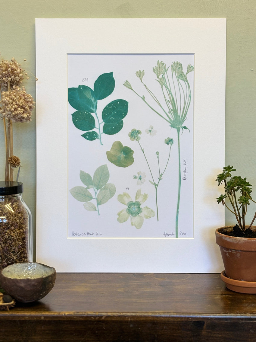 Allium and Buttercup Herbarium Print