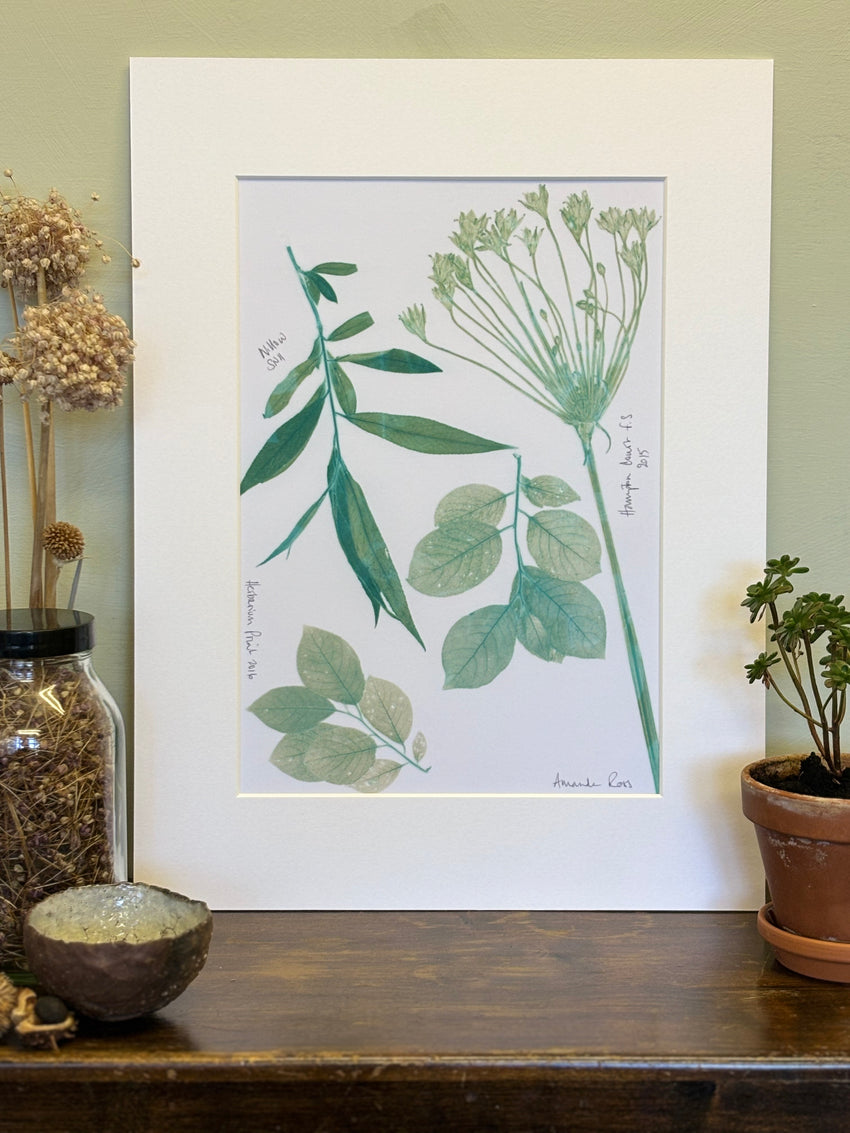 Willow and Allium Herbarium Print