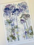 Agapanthus Print