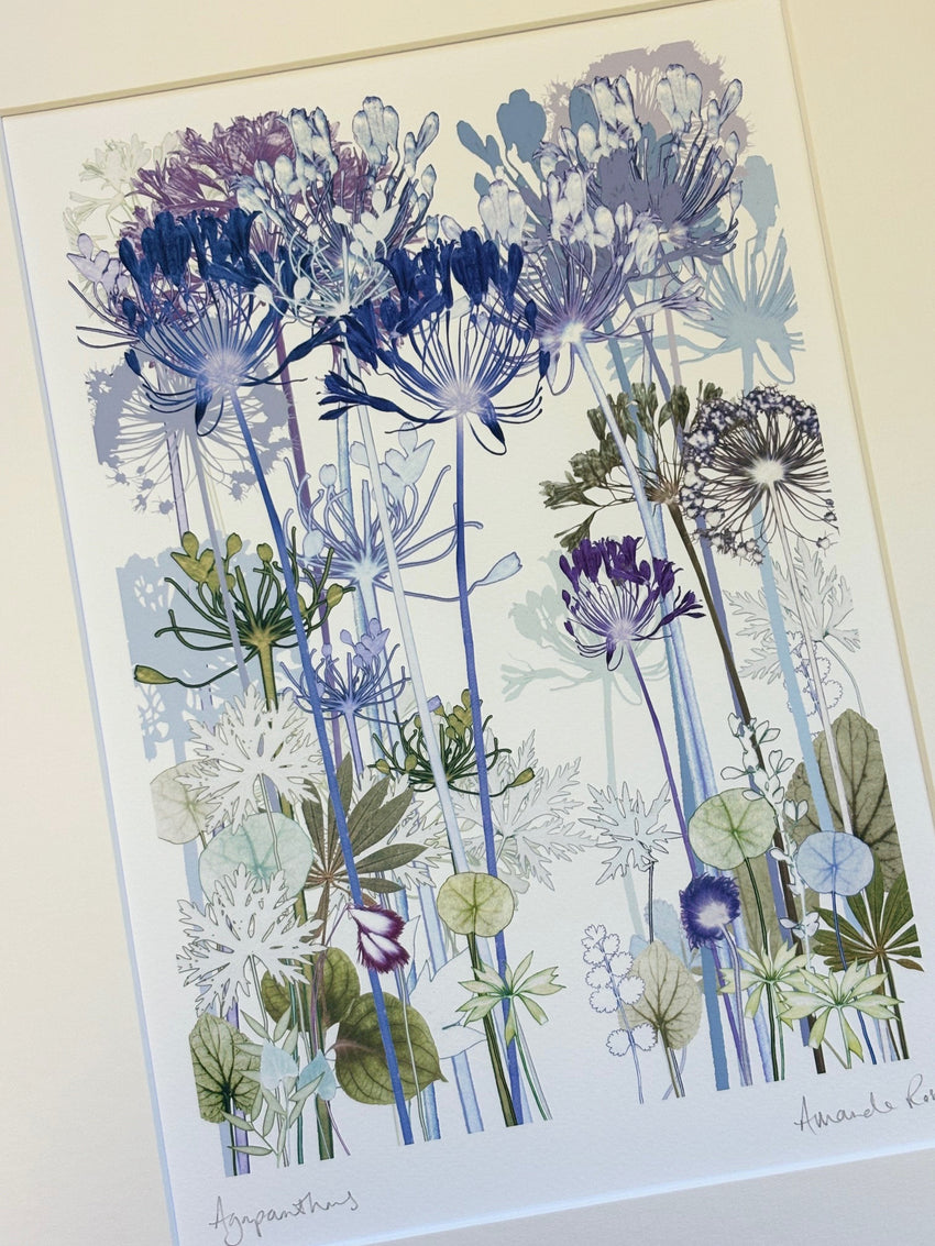 Agapanthus Print