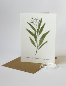 Amsonia tabernaemontana Card