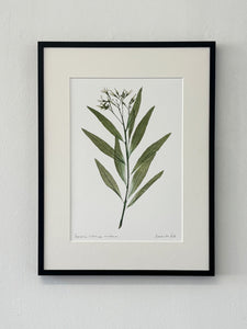 Amsonia Tabernaemontana Print