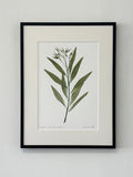 Amsonia Tabernaemontana Print