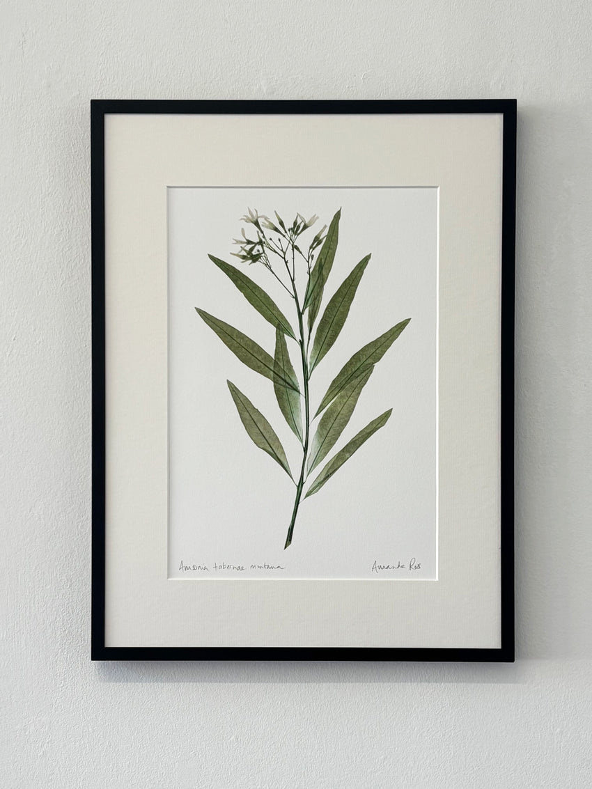 Amsonia Tabernaemontana Print