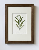 Amsonia Tabernaemontana Print