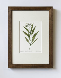 Amsonia Tabernaemontana Print