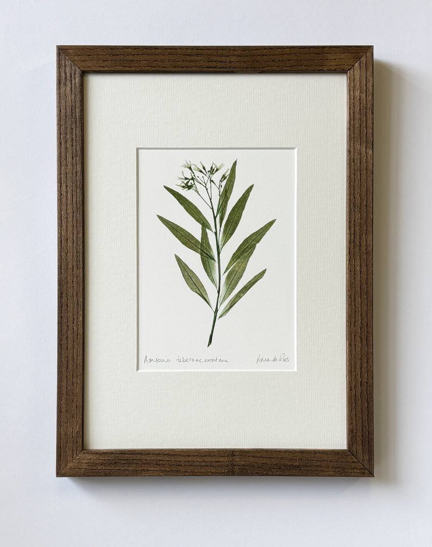 Amsonia Tabernaemontana Print