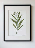 Amsonia Tabernaemontana Print