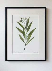 Amsonia Tabernaemontana Print