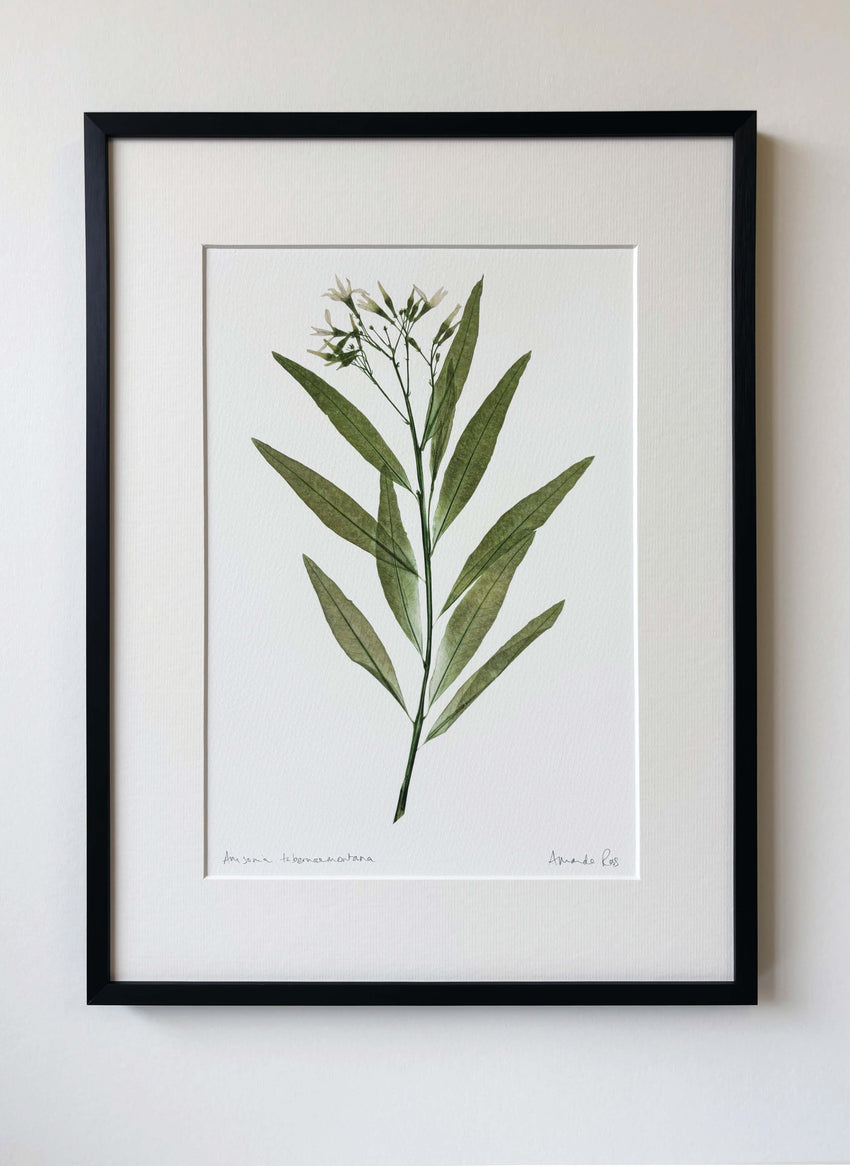 Amsonia Tabernaemontana Print