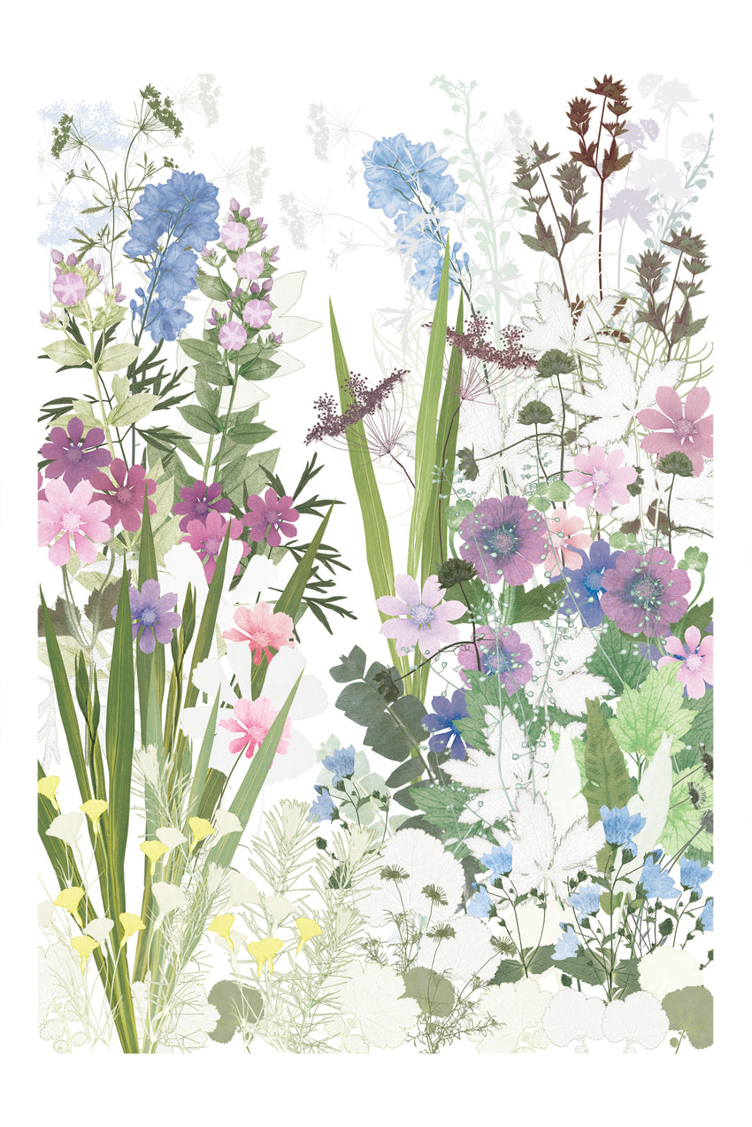 Anemones and Phlox, Highgrove print