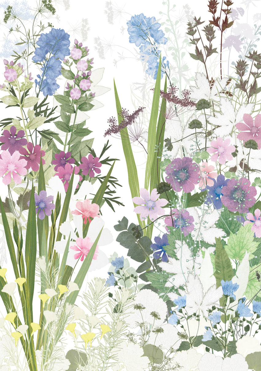 Anemones and Phlox Card