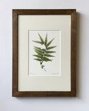 Pteridium Print