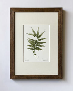 Pteridium Print