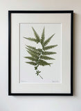 Pteridium Print