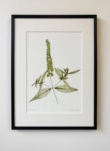 Buddleia Print