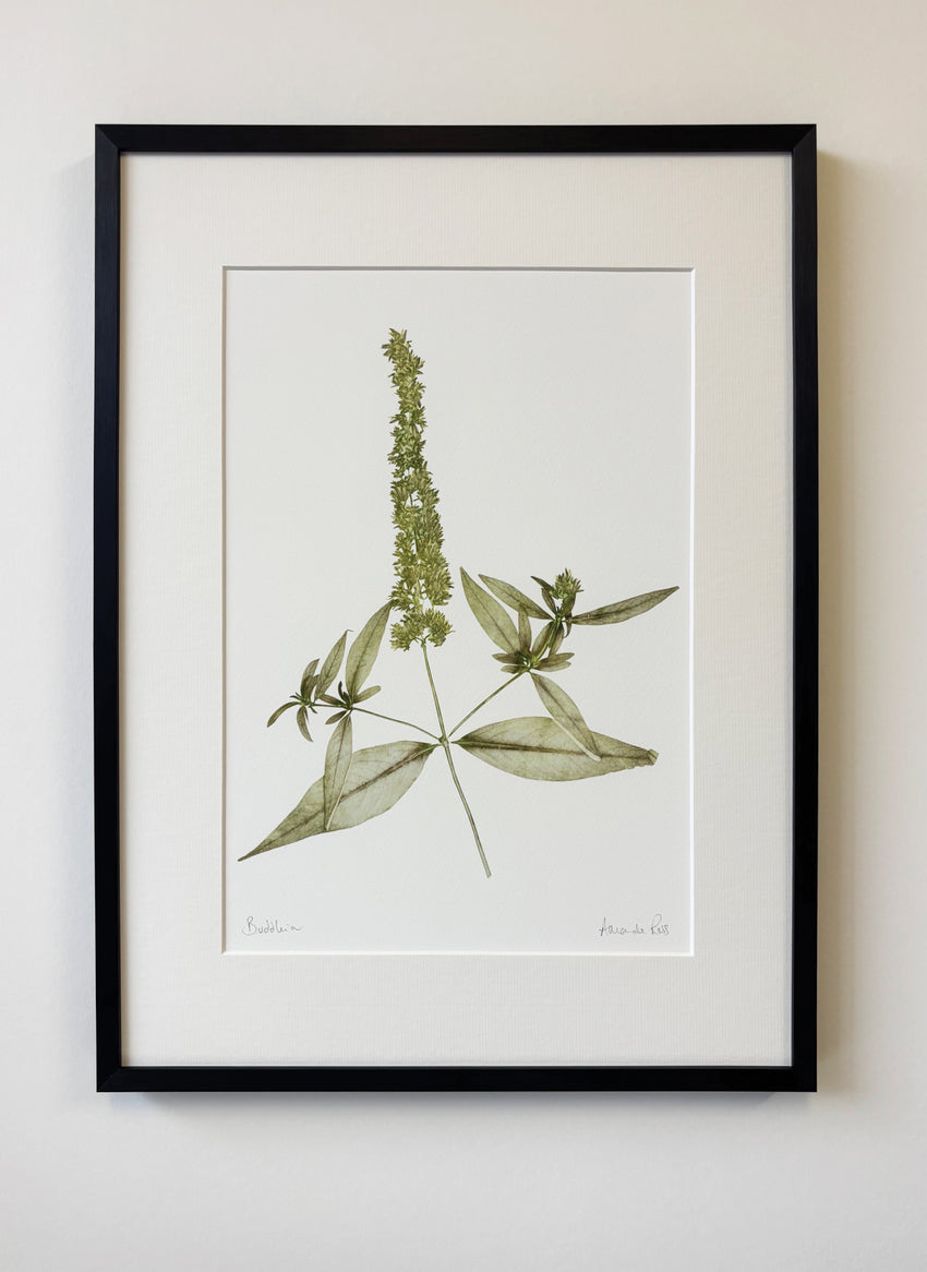 Buddleia Print