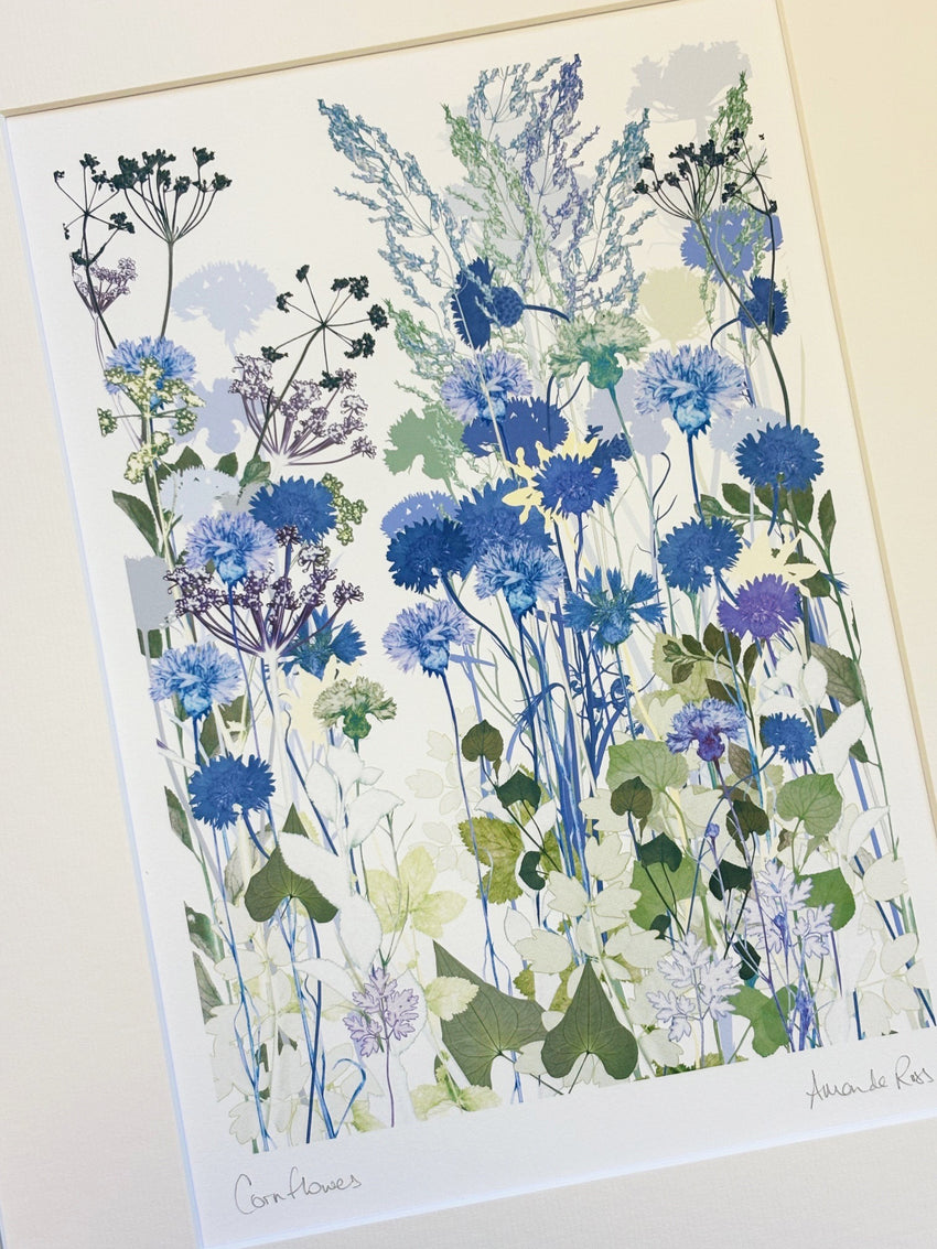 Cornflowers Print