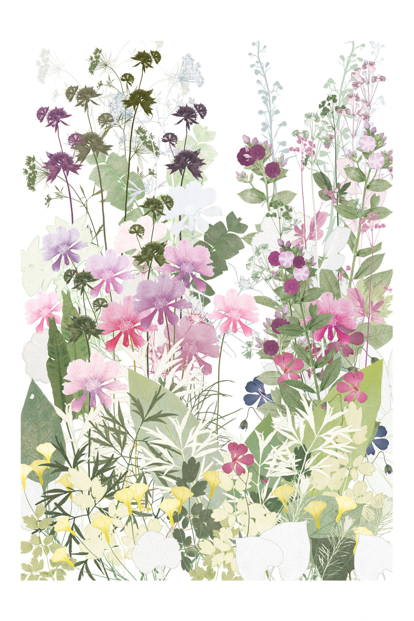Cosmos and Astrantia, Highgrove print