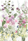 Cosmos and Astrantia, Highgrove print