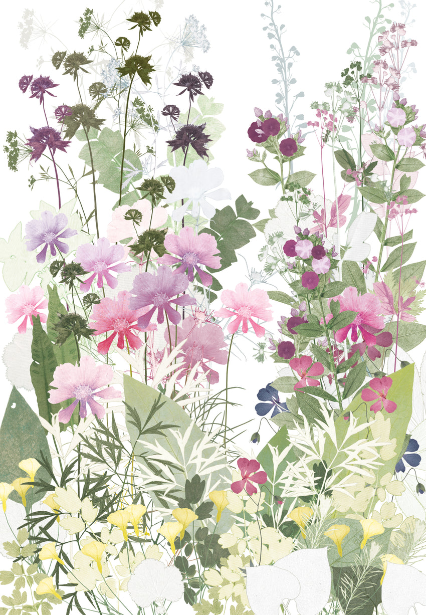 Cosmos and Astrantia, Highgrove print