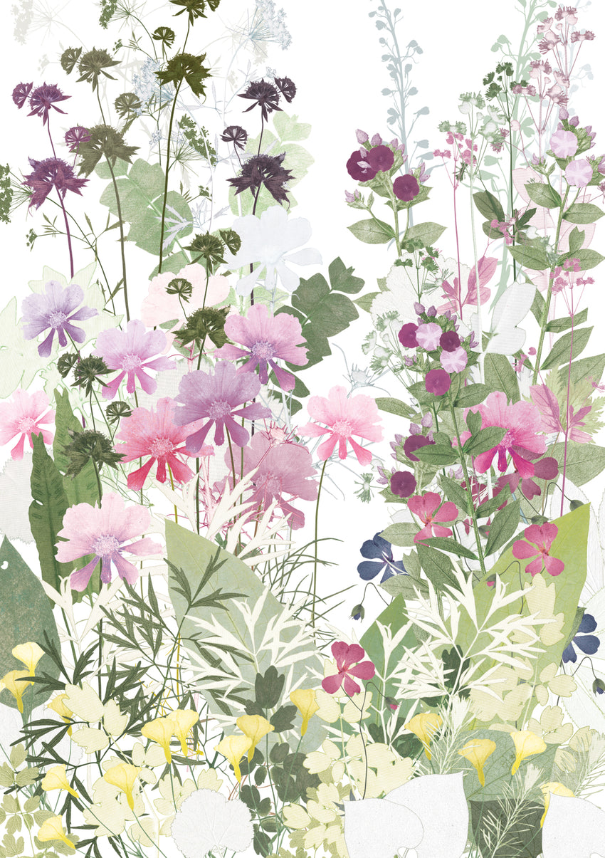 Cosmos and Astrantia Card