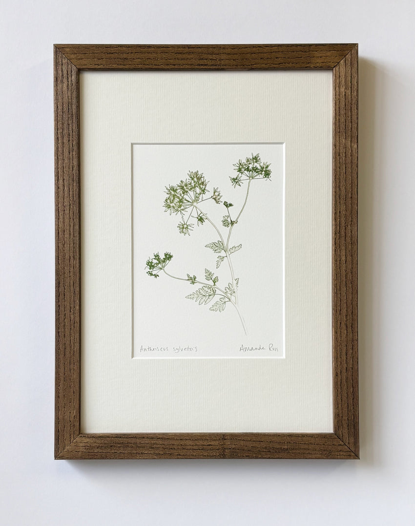 Anthriscus  sylvestris print
