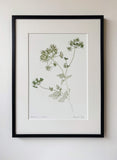 Anthriscus  sylvestris print