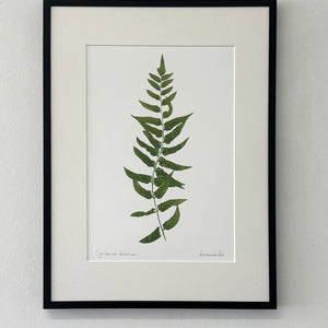 Cyrtomium falcatum Print