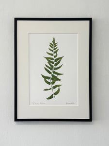 Cyrtomium falcatum Print