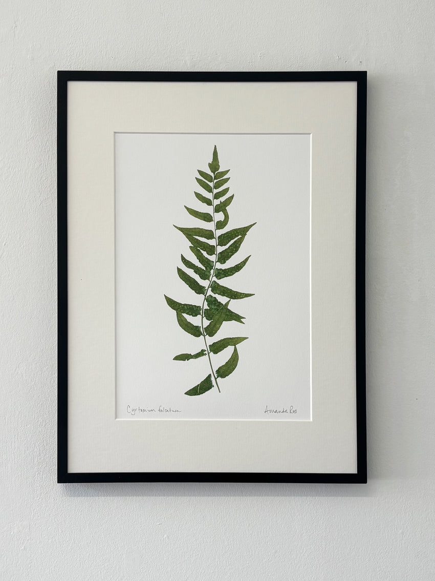 Cyrtomium falcatum Print