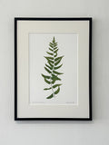 Cyrtomium falcatum Print