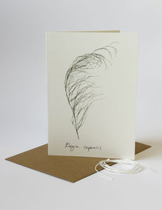 Elegia capensis Card