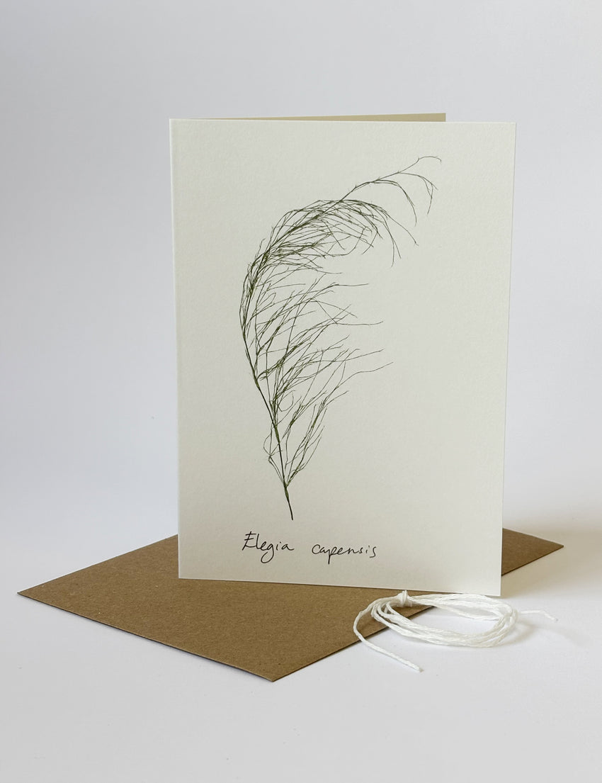 Elegia capensis Card