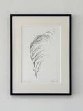 Elegia capensis Print