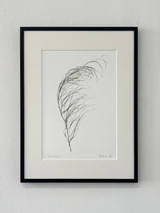 Elegia capensis Print