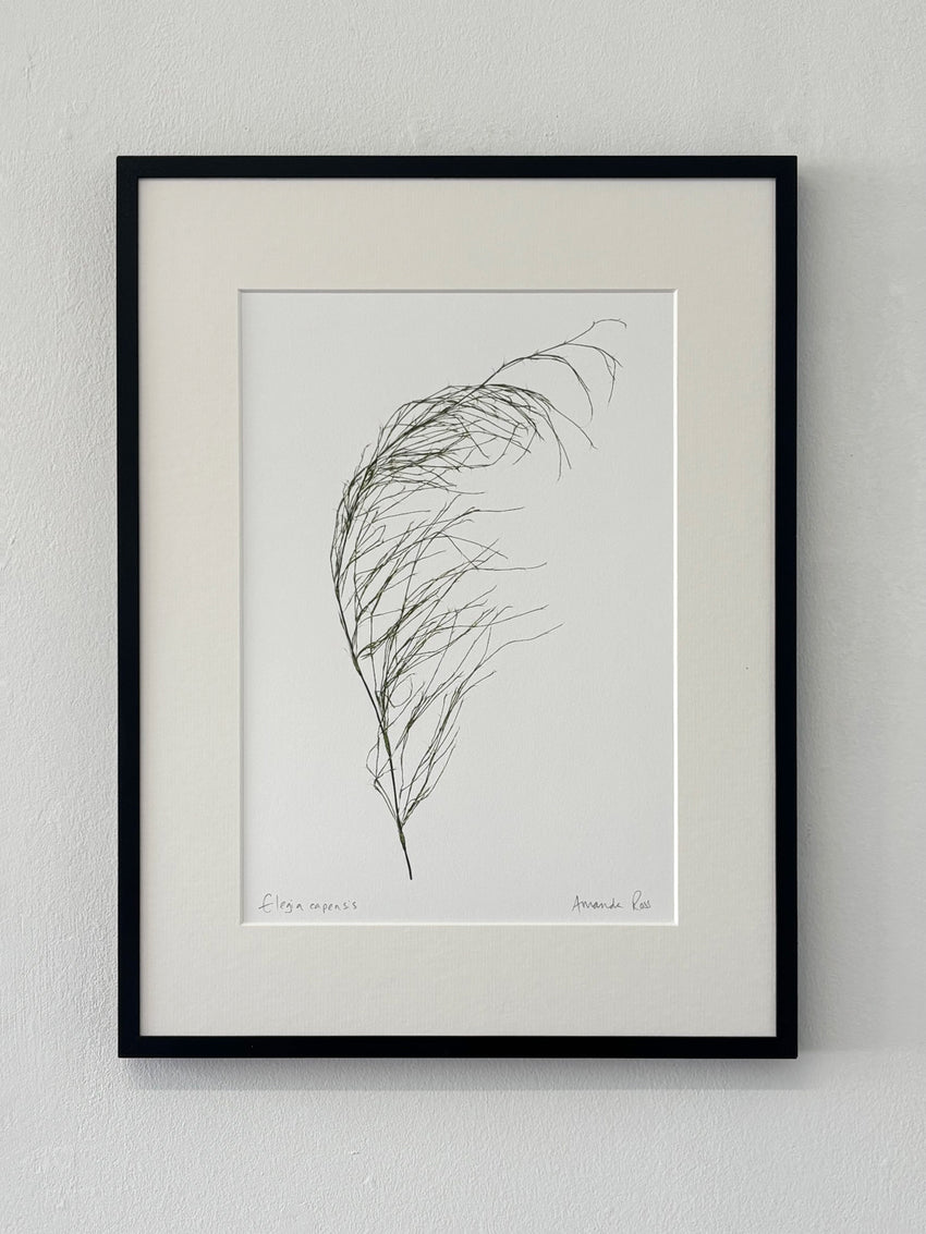 Elegia capensis Print