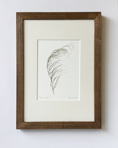 Elegia capensis Print
