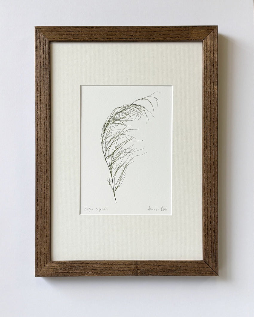 Elegia capensis Print