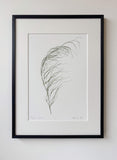 Elegia capensis Print